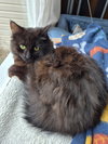 C309 Litter Freya