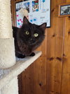 C309 Litter Freya