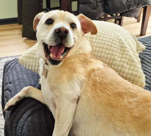 picture of the dog needing adoption