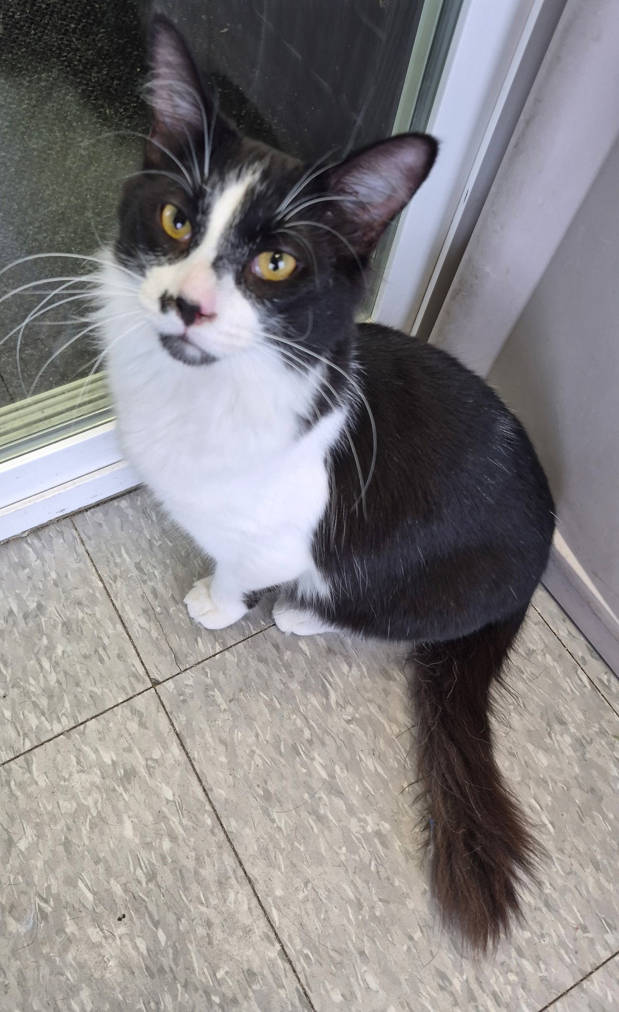 C311 Litter Prince Charming ADOPTED Image