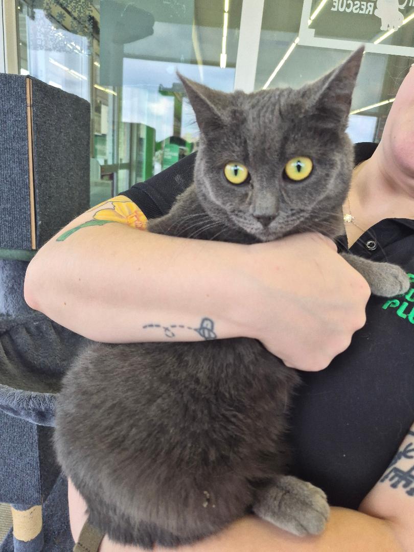 Guinevere ADOPTED Image