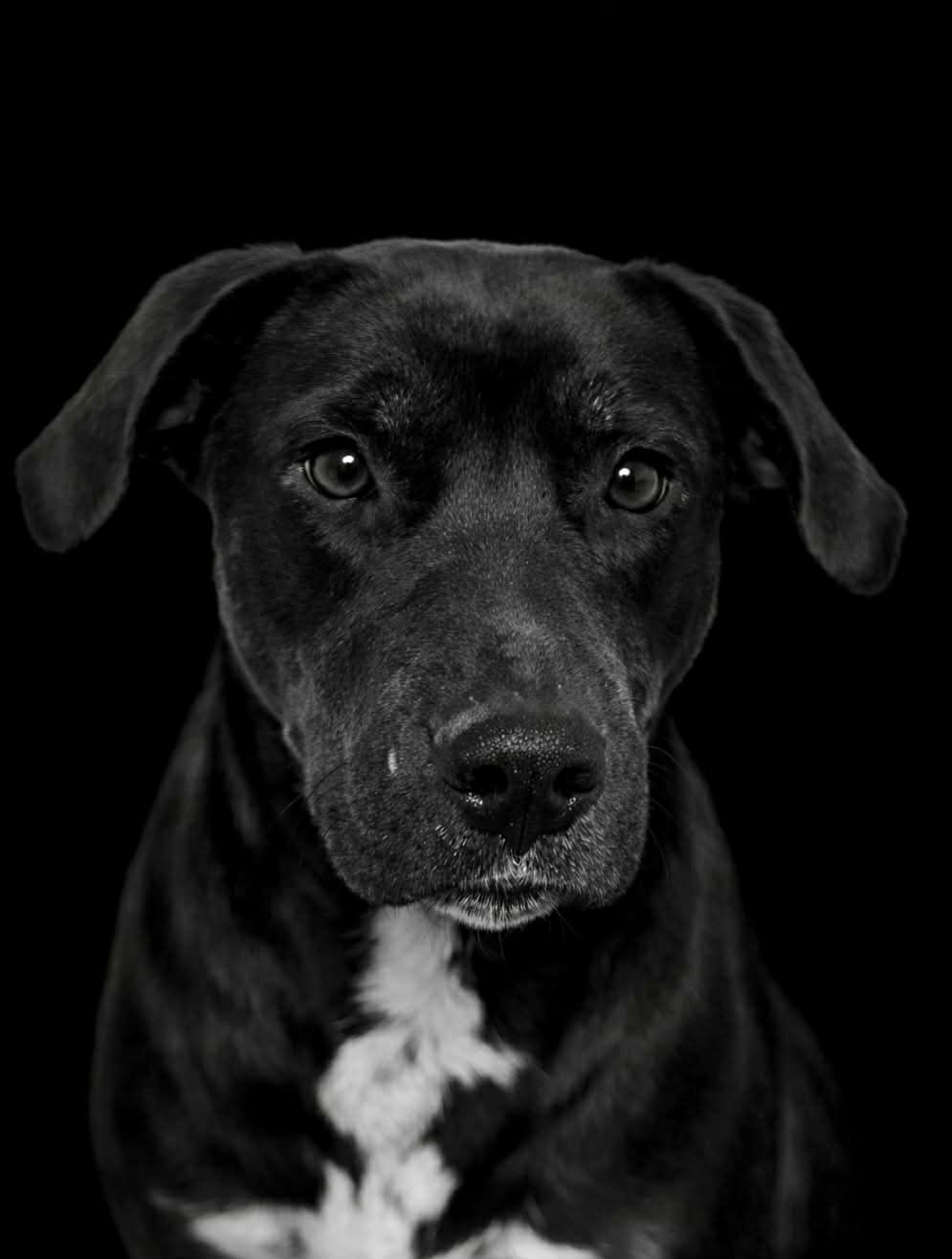 Marla - ADOPTION PENDING Image