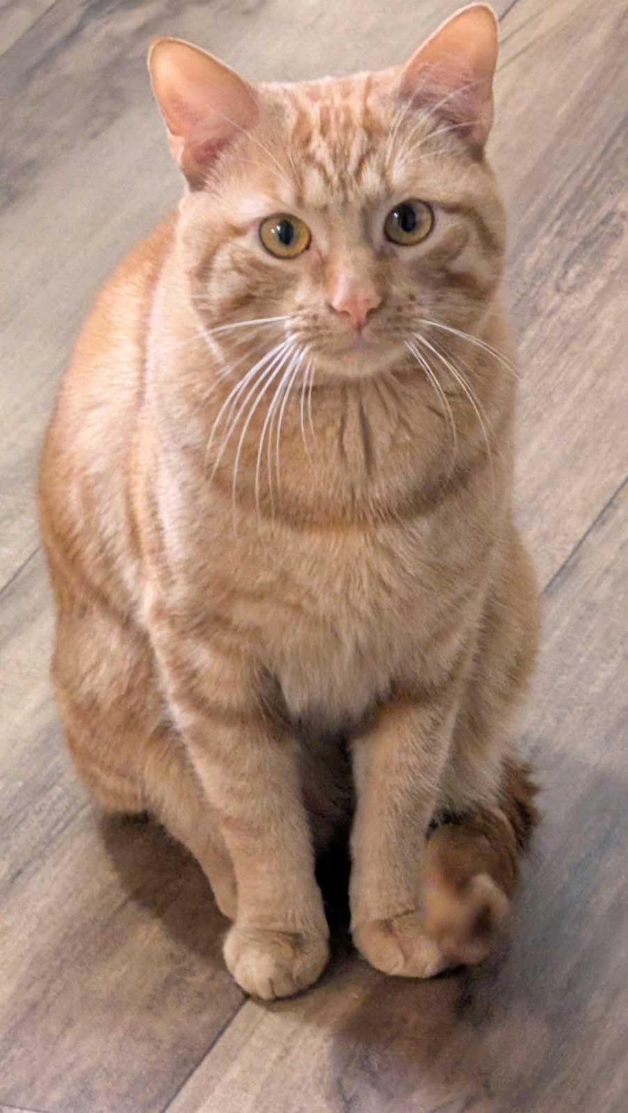 Simba ADOPTED Image
