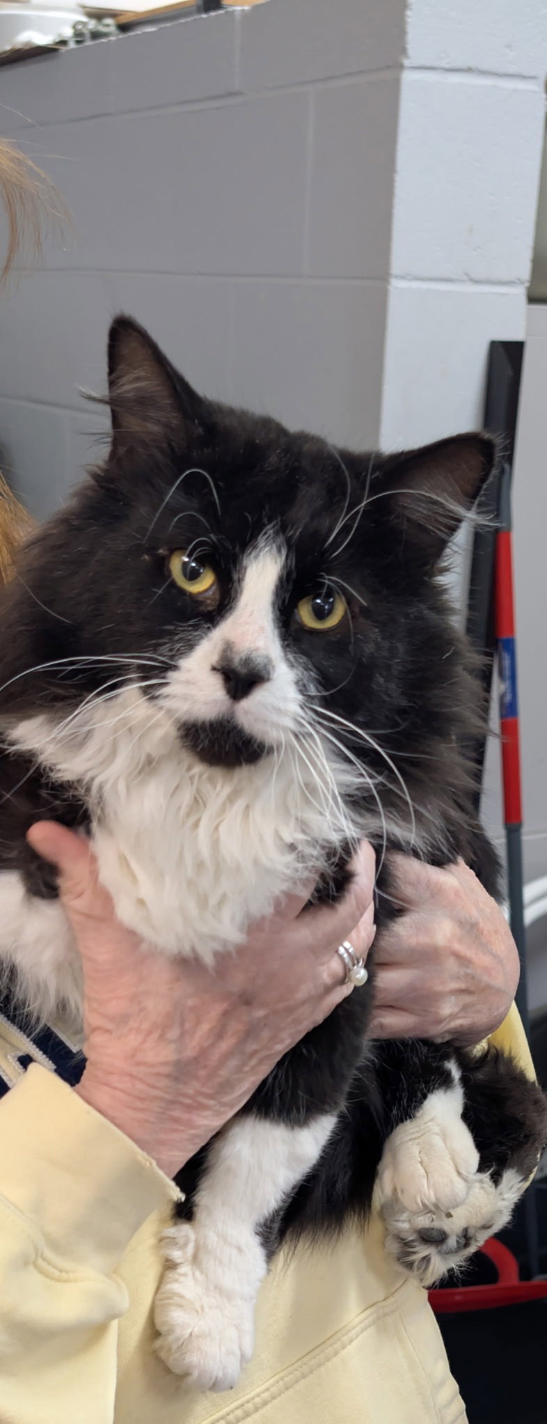C311 Litter Mr. Meow Image