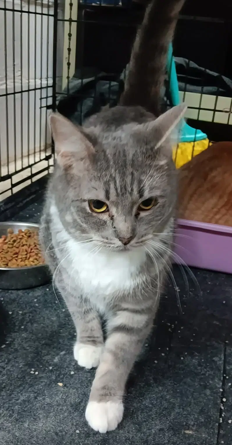 Mittens - Domestic Short Hair