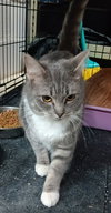Mittens