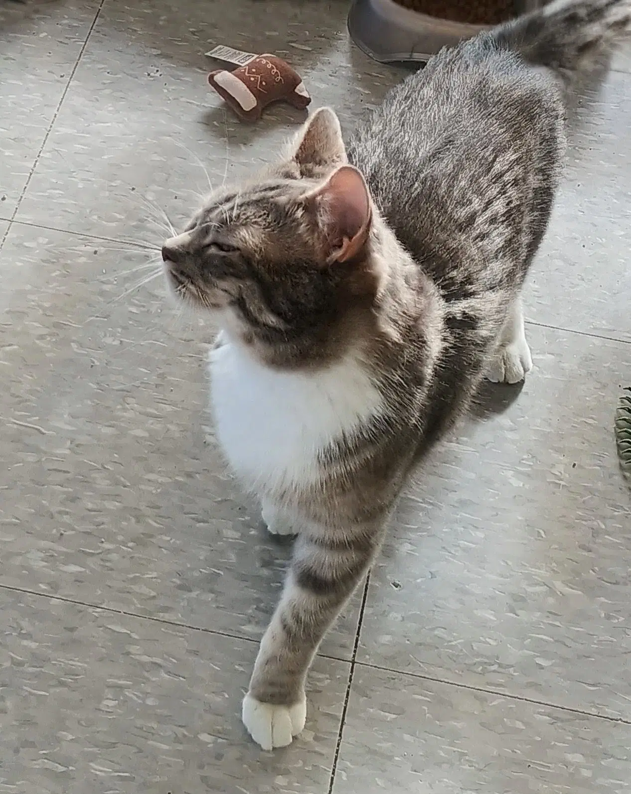 Mittens image 3