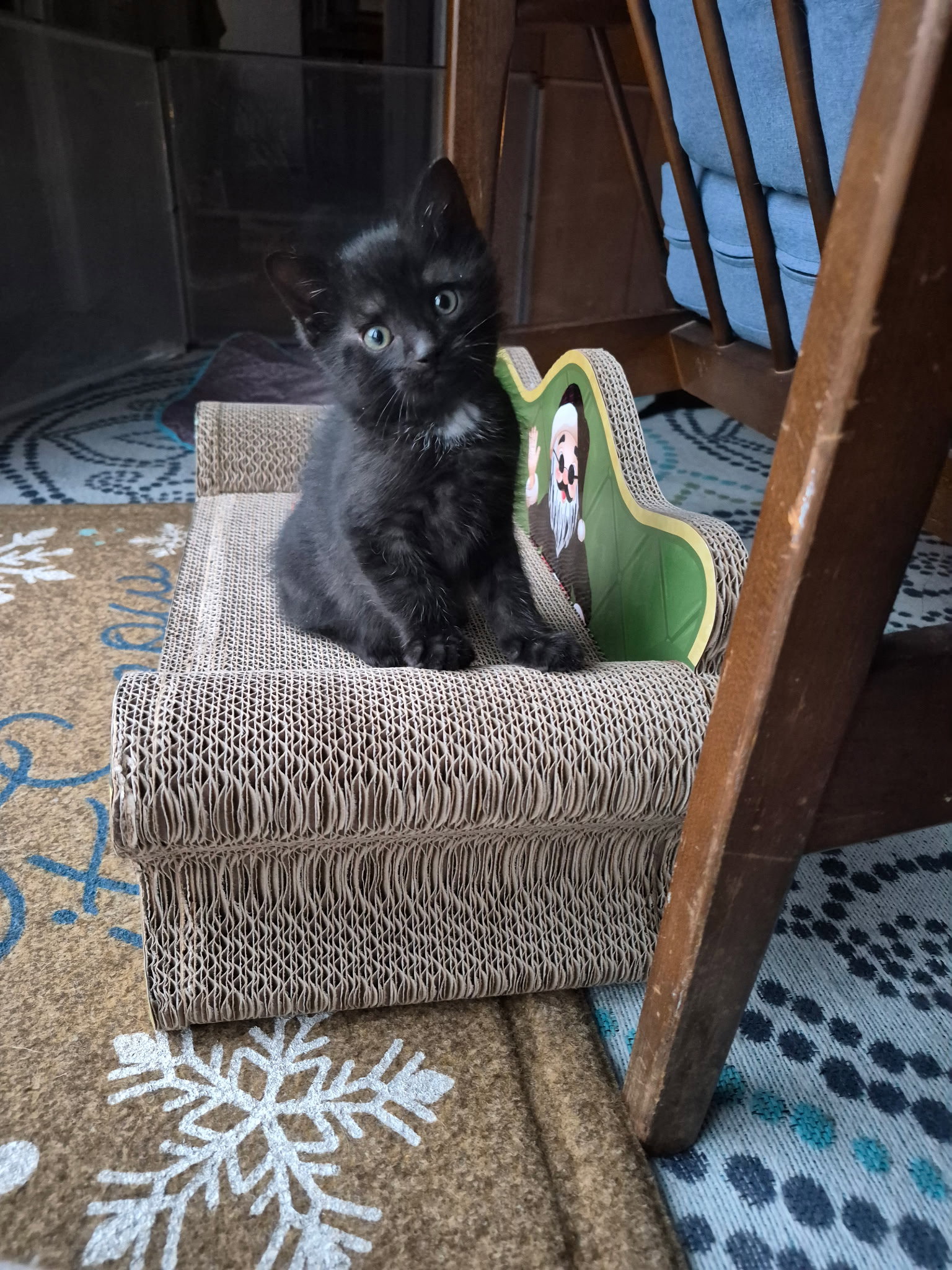 C310  litter Zorro (Pending Adoption) Image