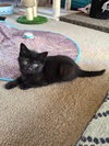 C310 litter Bridget