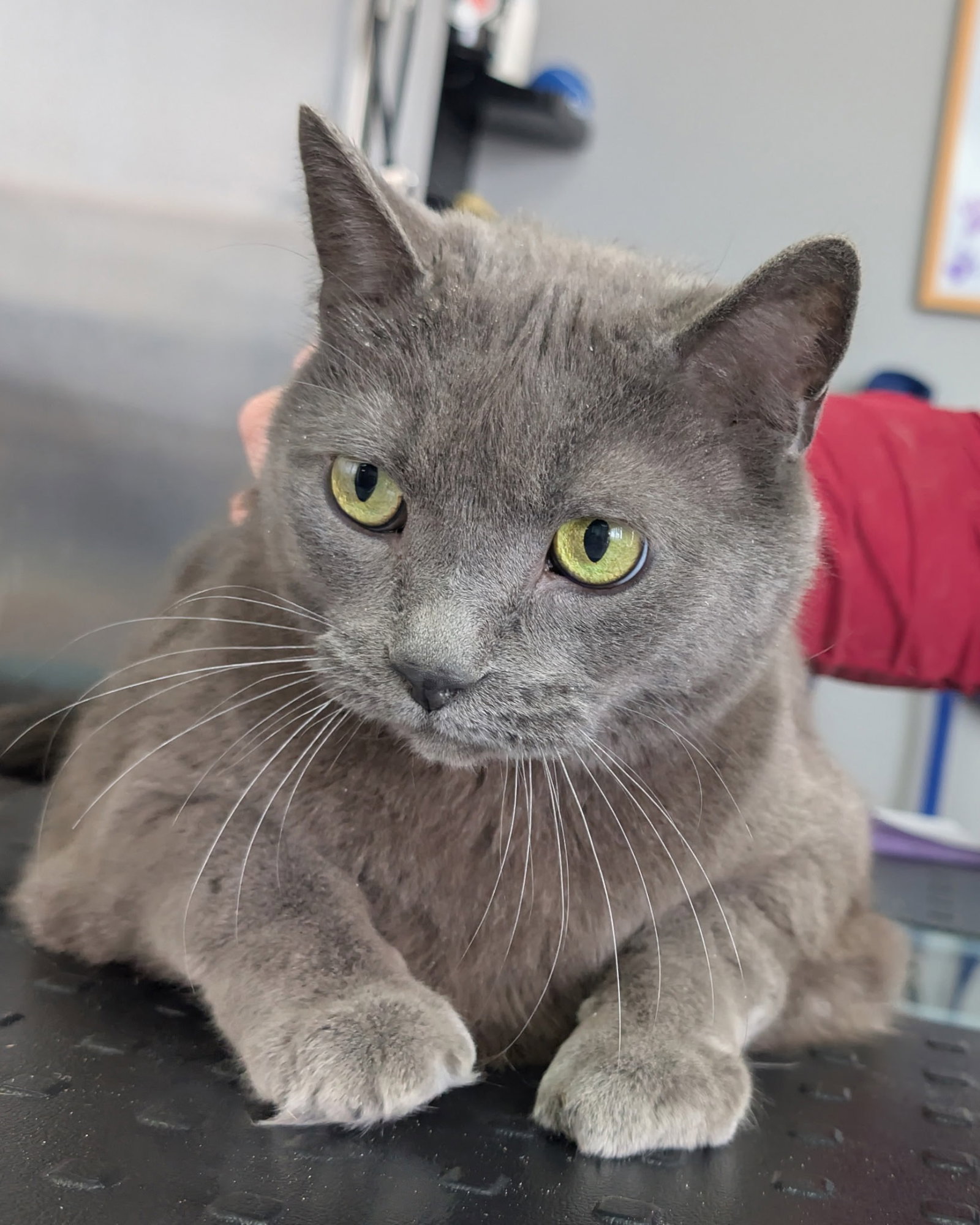 C312 Litter Sterling ADOPTED Image