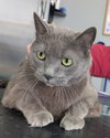 C32 Litter Sterling