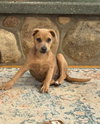 D130 Litter Jenny