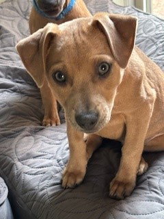 D130 Litter Jenny ADOPTED, an adoptable Chihuahua in Livonia, MI