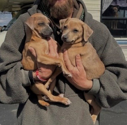 picture of the dog needing adoption