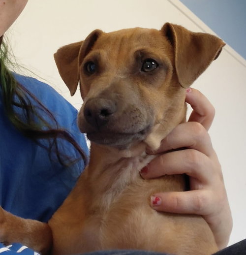 D130 Litter Smithers, an adoptable Chihuahua in Livonia, MI