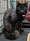 C313 Litter Jasper