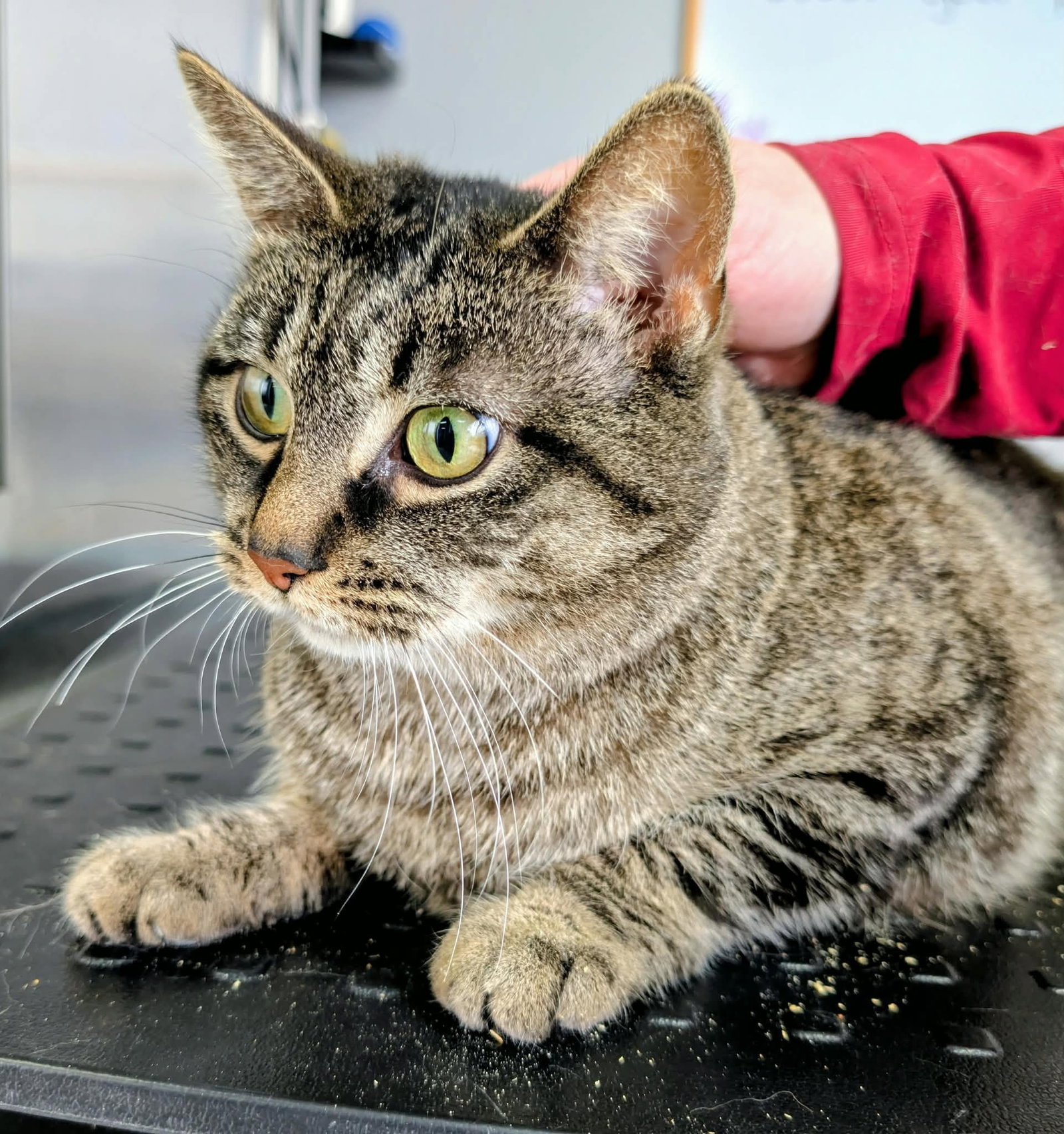 April ( Needs a Foster), photo 7