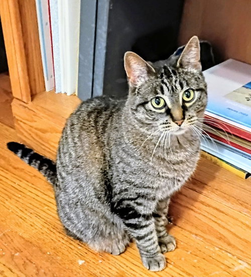 April, an adoptable Domestic Short Hair in Livonia, MI