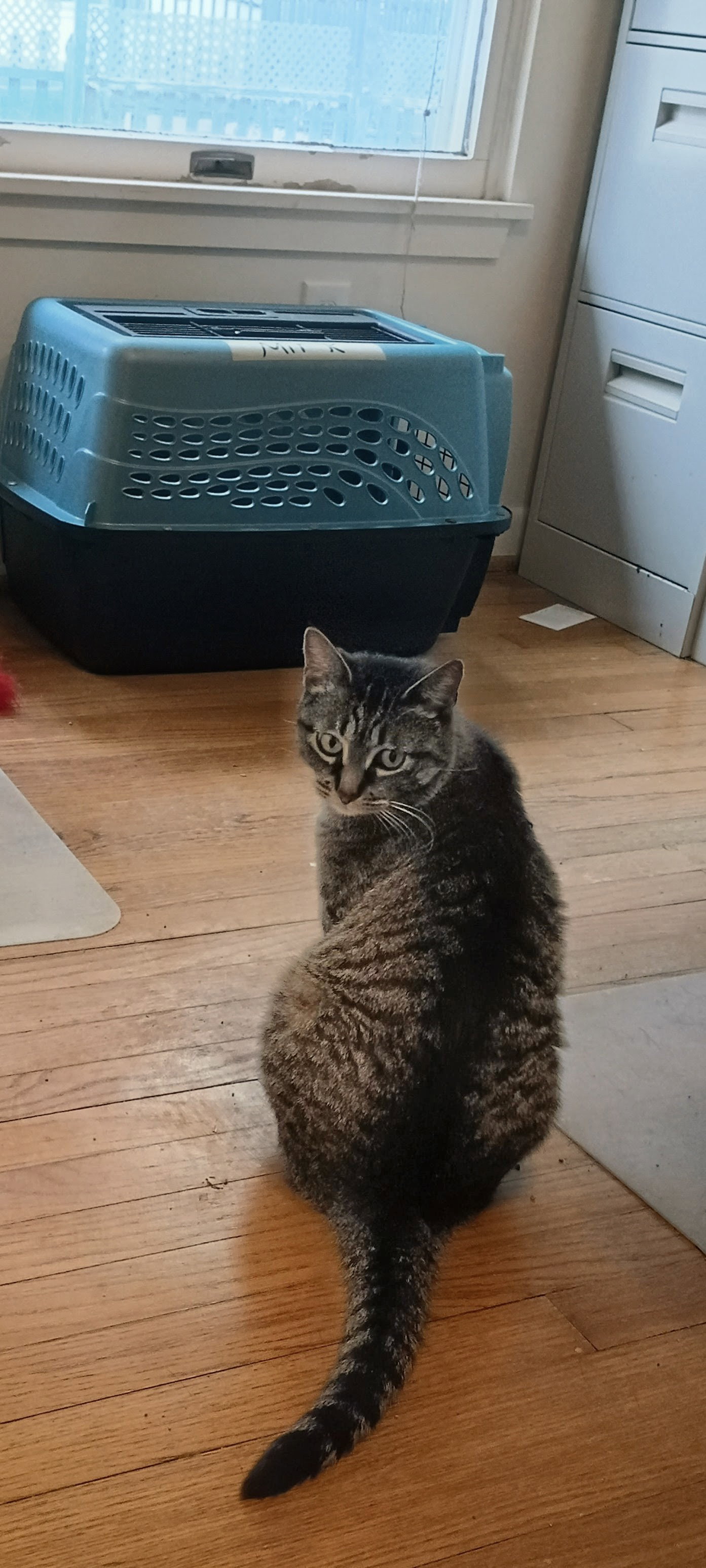 April ( Needs a Foster), photo 6