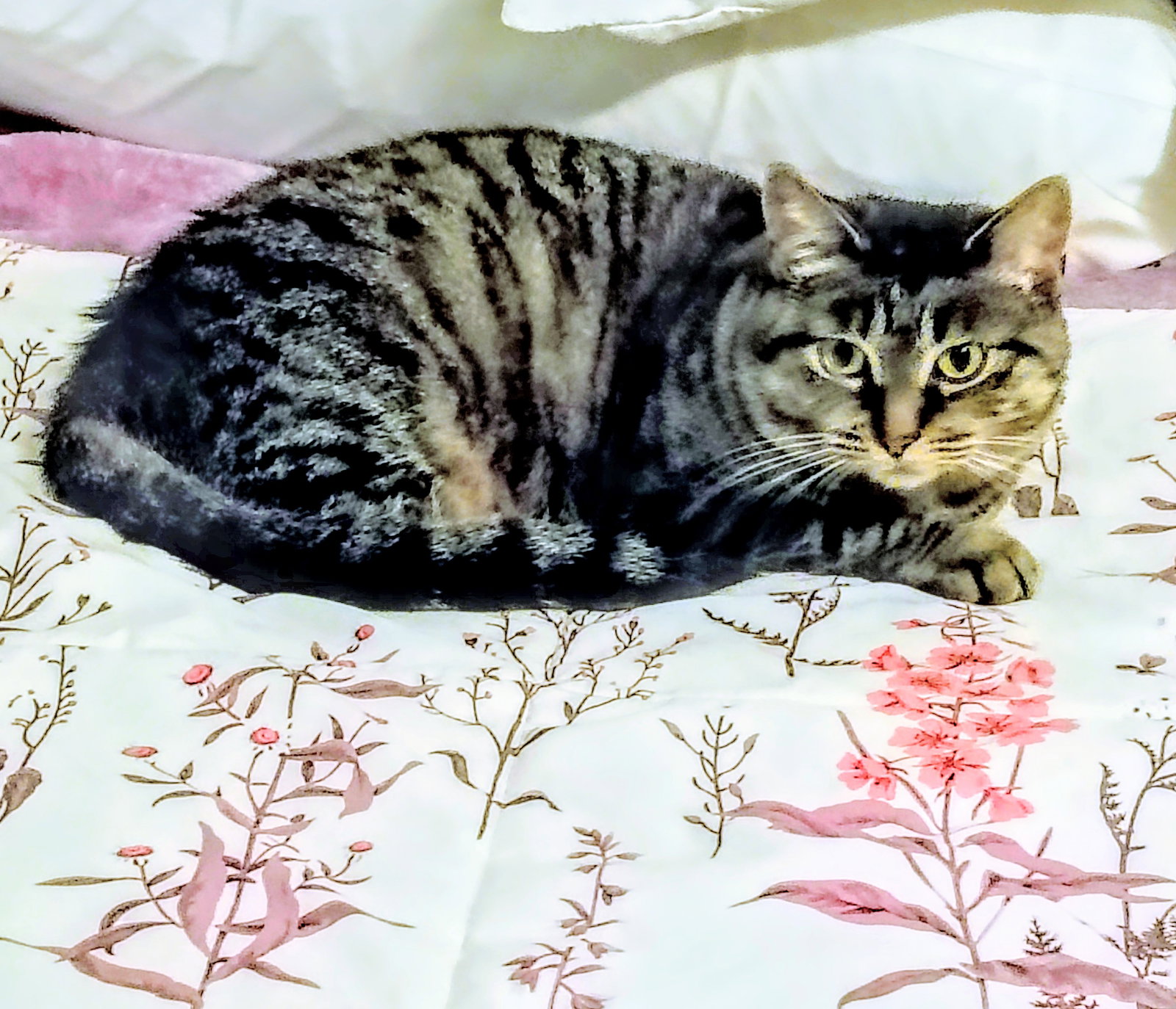 April ( Needs a Foster), photo 2