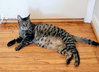 Tabitha