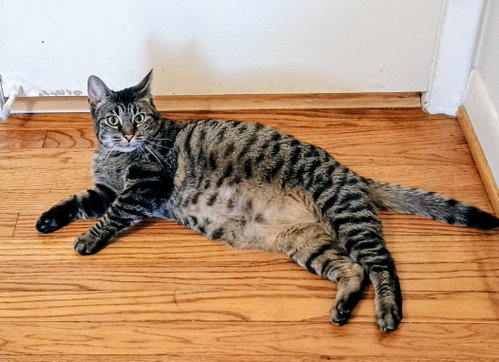 Photo 5 of Tabitha
