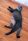 Tabitha