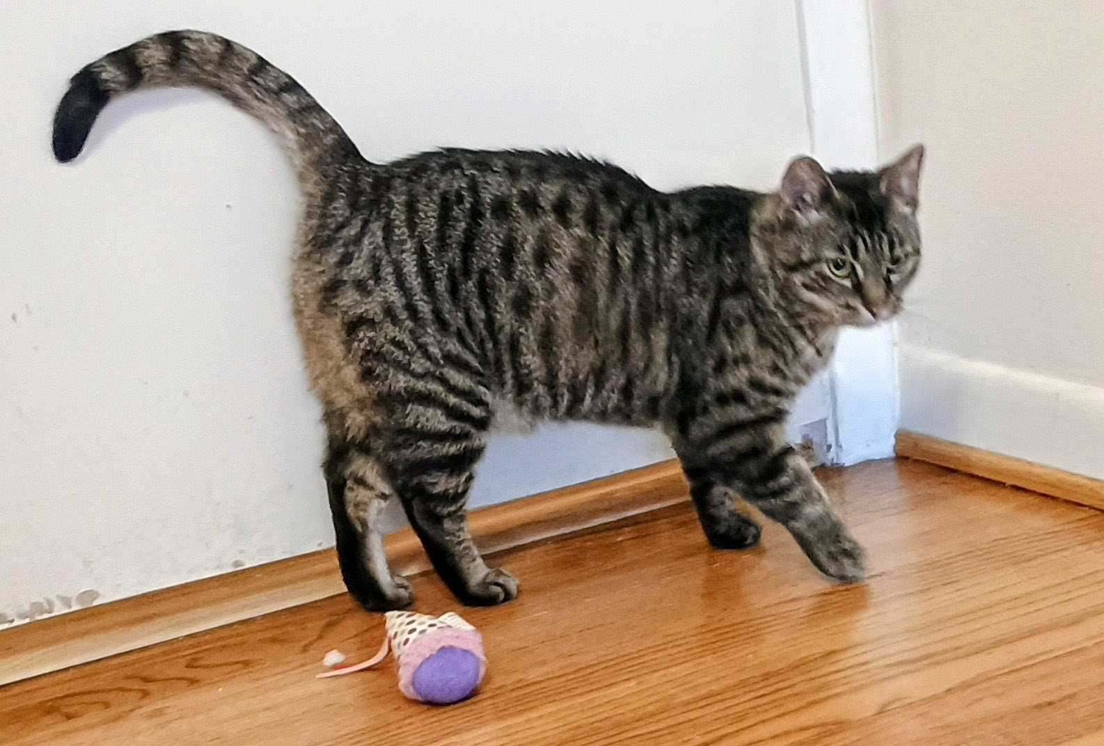 Tabitha, photo 4