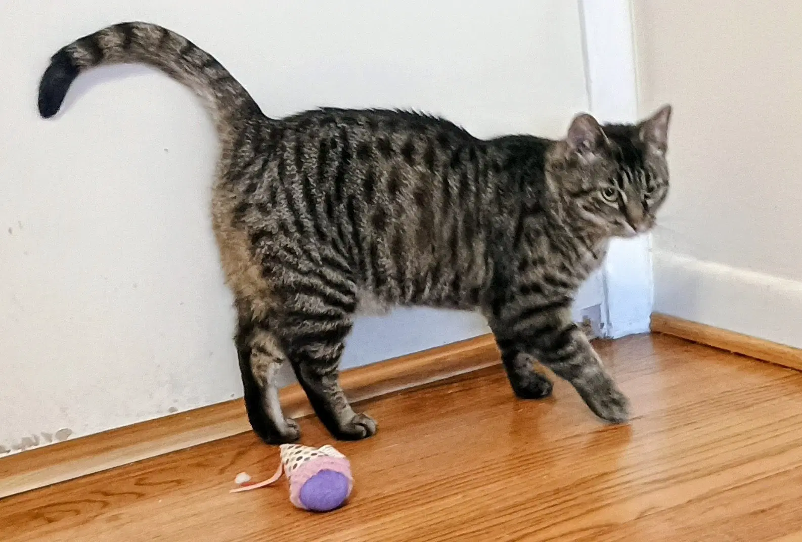 Tabitha image 4