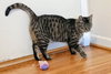 Tabitha