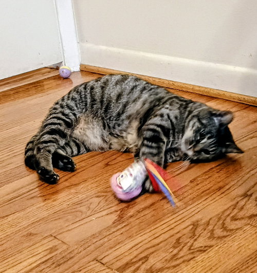 Tabitha, Adult Domestic Short Hair / Tabby / Mixed (short coat), cat for adoption in Royal Oak, Michigan