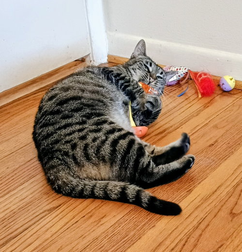 Tabitha, Adult Domestic Short Hair / Tabby / Mixed (short coat), cat for adoption in Dearborn Heights, Michigan