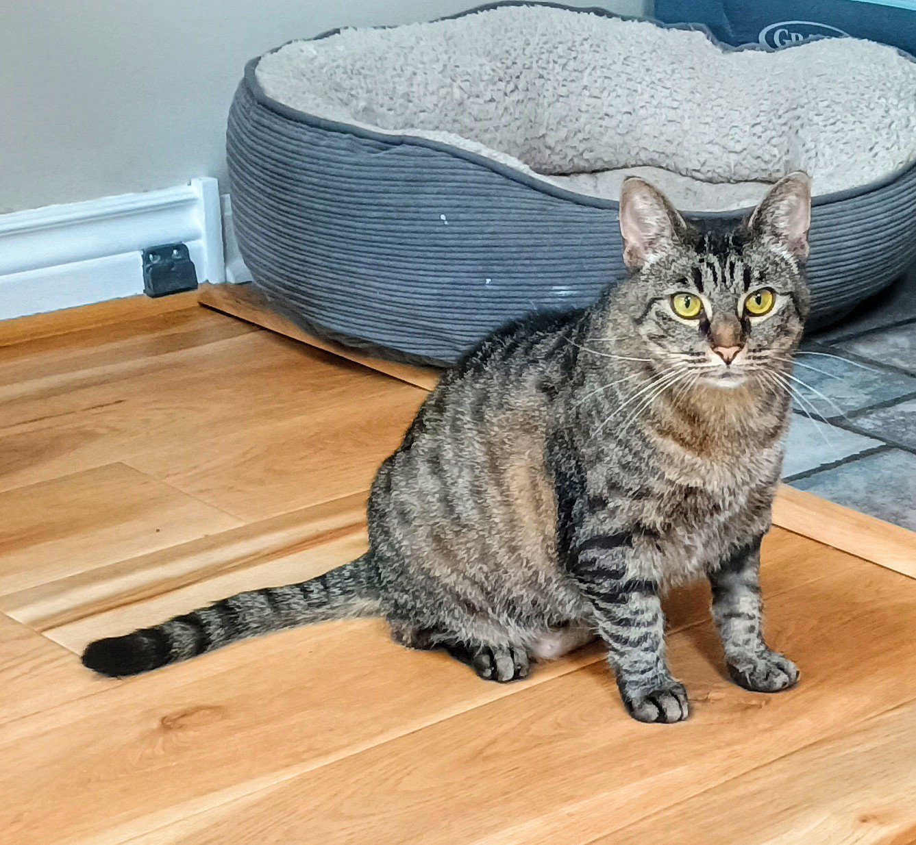 Tabitha, photo 3