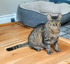Tabitha