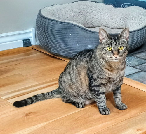 Photo 3 of Tabitha
