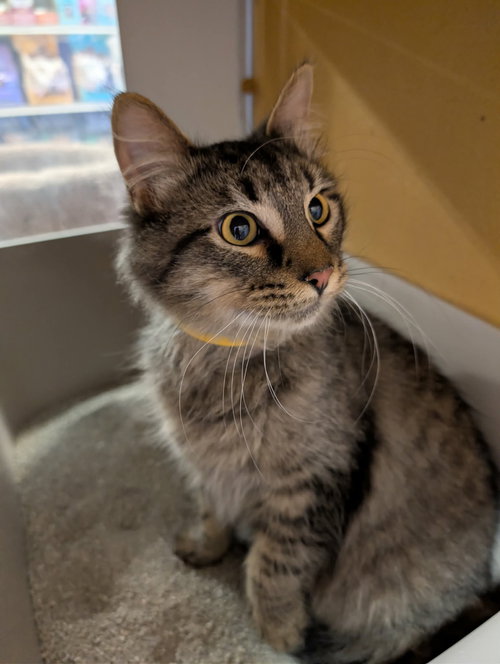 C314 Litter Jack, Young Domestic Short Hair / Tabby / Mixed (short coat), cat for adoption in Royal Oak, Michigan