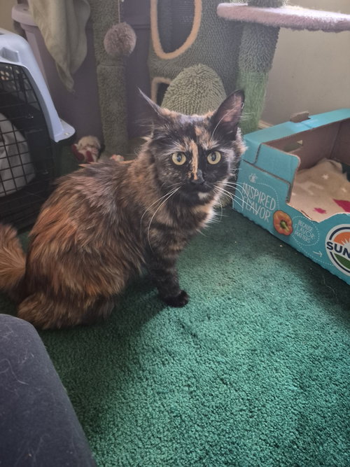 C315 Litter Twilight, mom, an adoptable Tortoiseshell in Livonia, MI