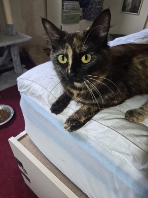 C315 Litter Twilight, mom, an adoptable Tortoiseshell in Livonia, MI