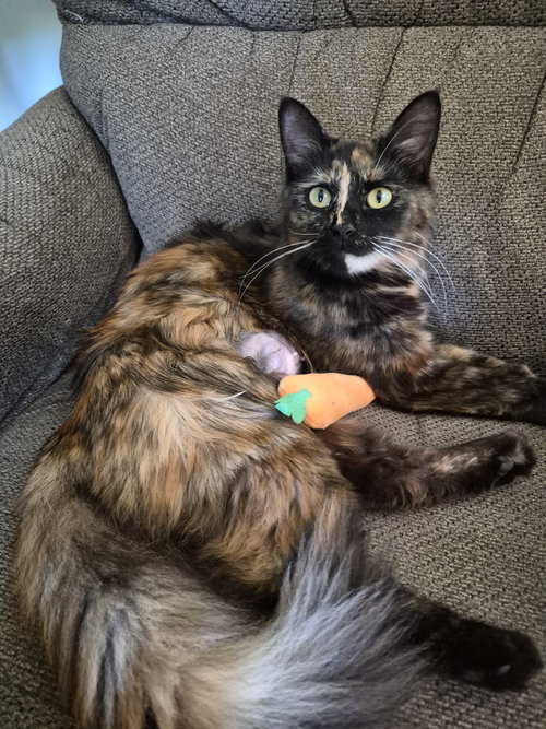C315 Litter Twilight, mom, Young Tortoiseshell / Mixed (long coat), cat for adoption in Warren, Michigan