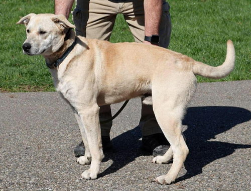 Harley, an adoptable Labrador Retriever in Livonia, MI