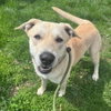 Harley - ADOPTION PENDING