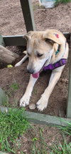 Harley - ADOPTION PENDING