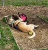 Harley - ADOPTION PENDING