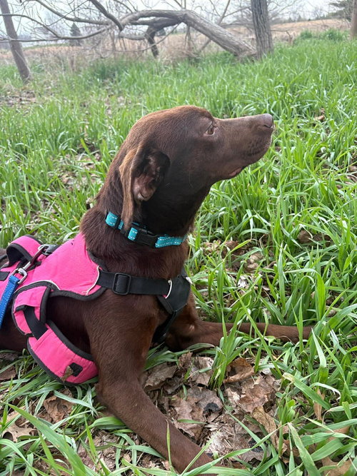 Mary - ADOPTION PENDING