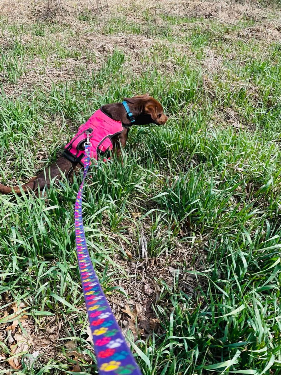 Mary - ADOPTION PENDING