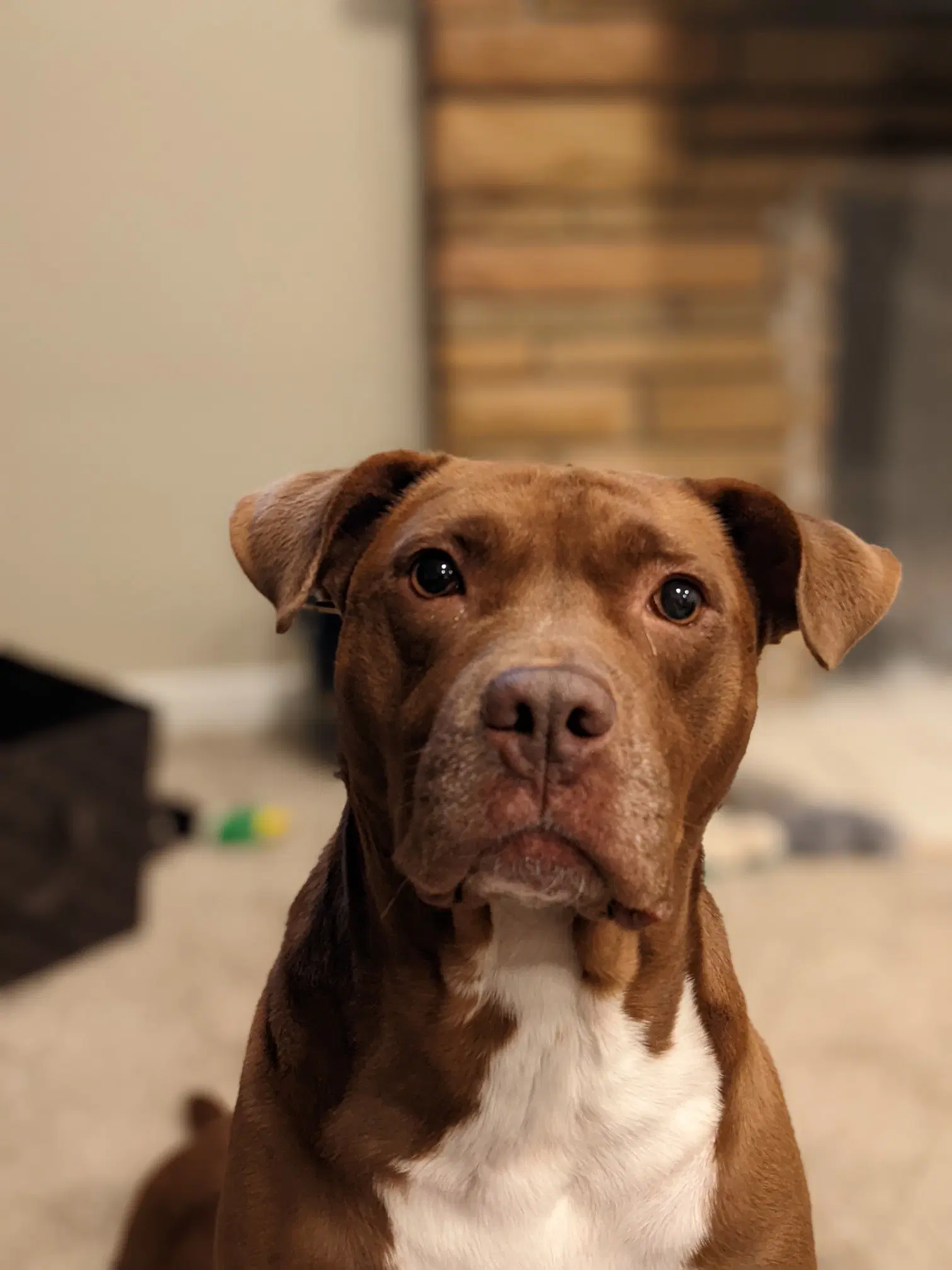 Ollie - Chocolate Labrador Retriever