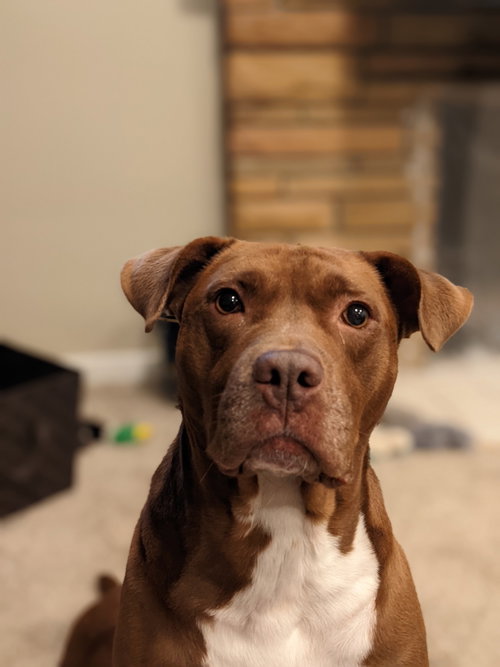 Ollie, an adoptable Chocolate Labrador Retriever in Livonia, MI