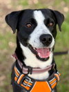 Cooper - ADOPTION PENDING
