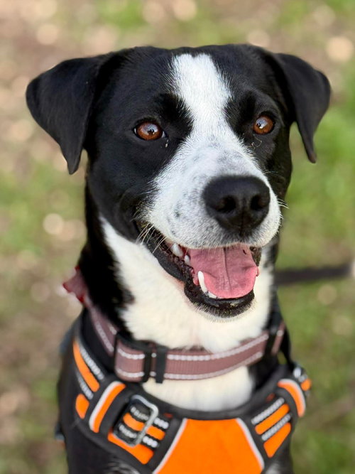 Cooper, an adoptable Labrador Retriever in Livonia, MI