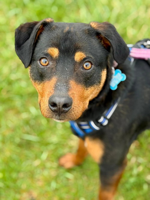 Roscoe, an adoptable Rottweiler in Livonia, MI
